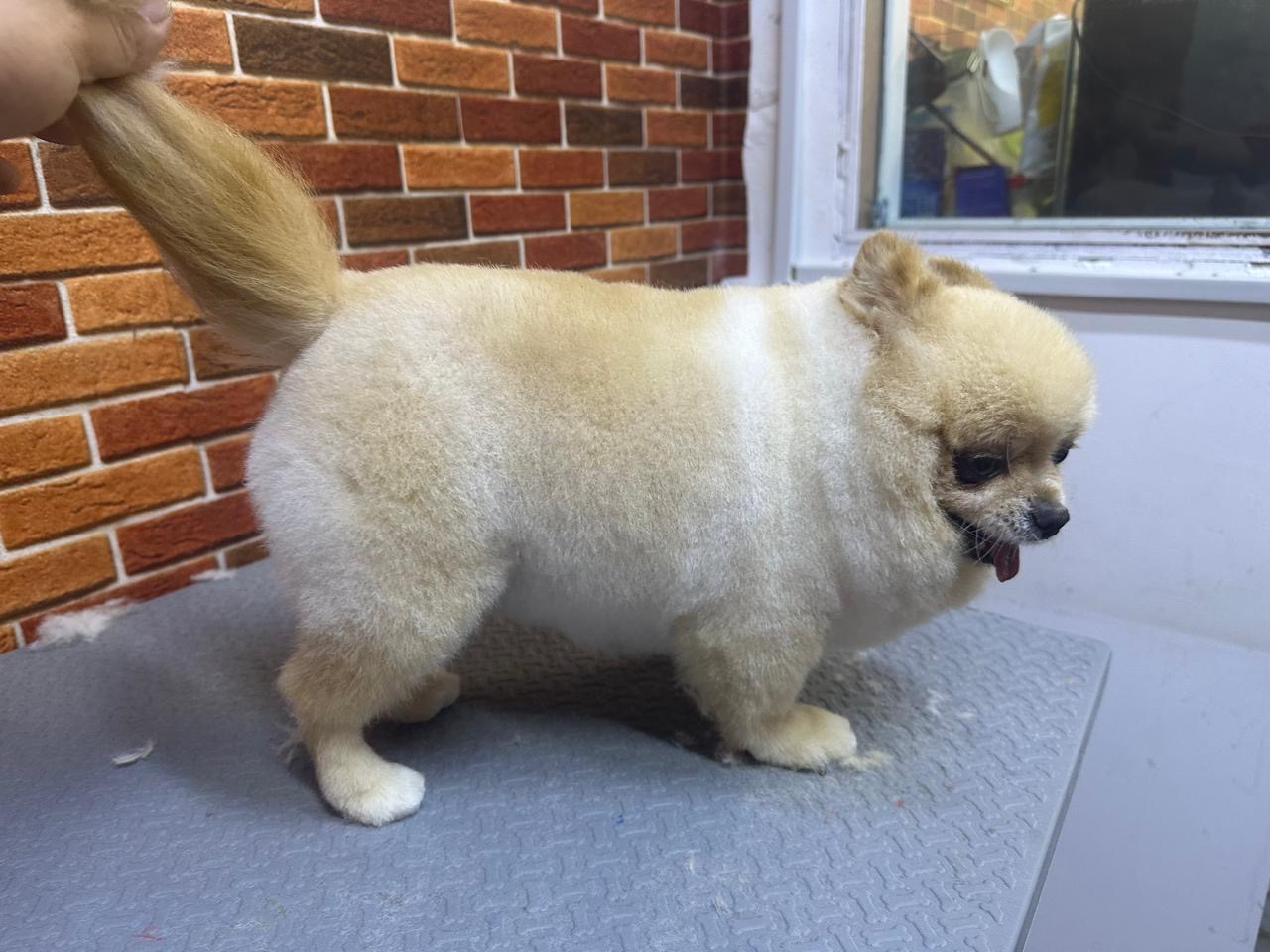 puppy introduction grooming session