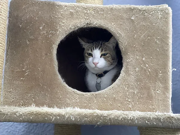 Cat Boarding in Dubai