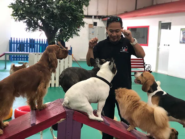 Dog Daycare in Dubai