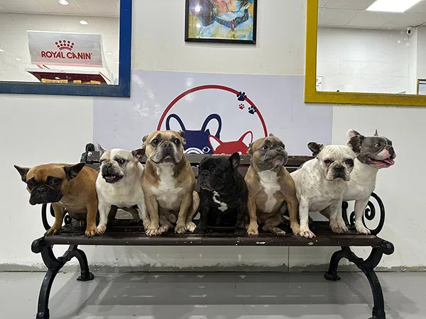 Best Dog Daycare