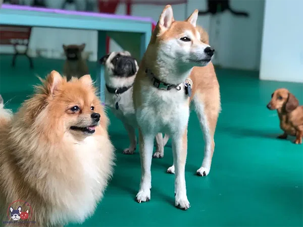 Dog Boarding in Dubai