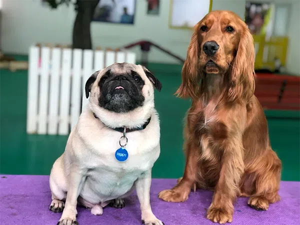 Dog Boarding Centre in Dubai