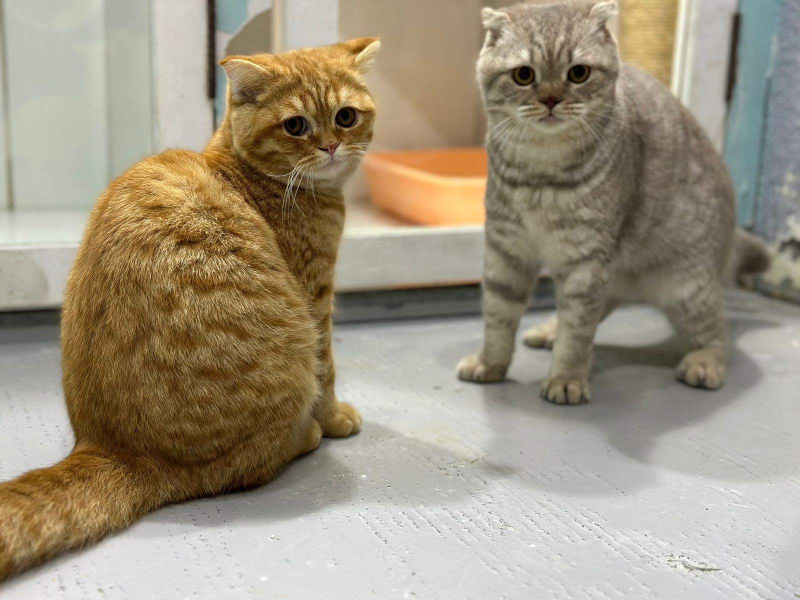 Cat Boarding Centre in Dubai